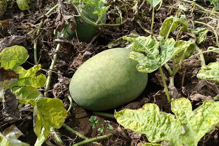 カラハリスイカ果汁