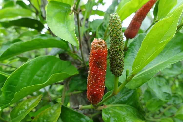 ヒハツエキス末
