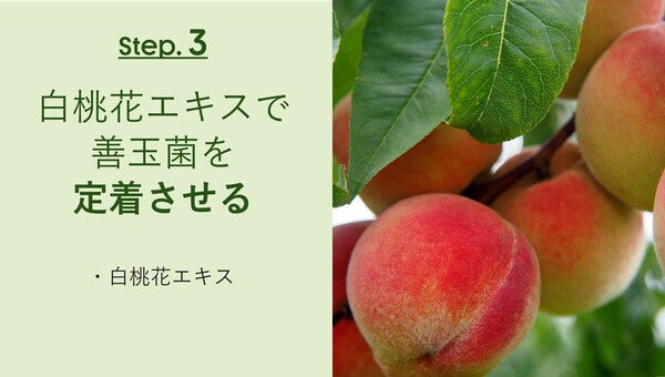 Step. 3
白桃花エキスで
善玉菌を定着させる