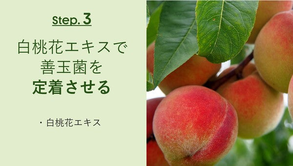 Step. 3
白桃花エキスで
善玉菌を定着させる
