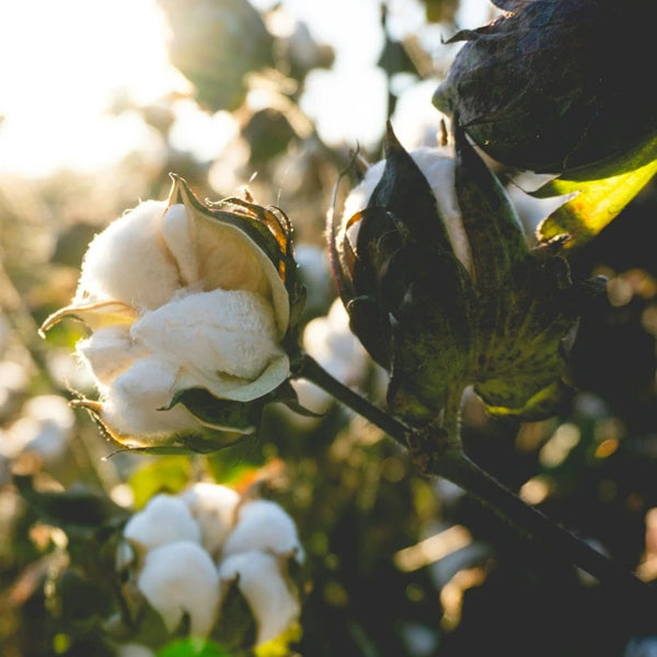 Beオーガニックコットンラッピング巾着M