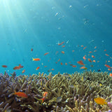 Be UVデイクリーム SPF50+・PA++++