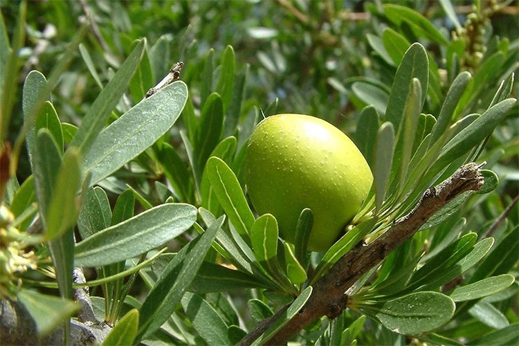 アルガンオイル