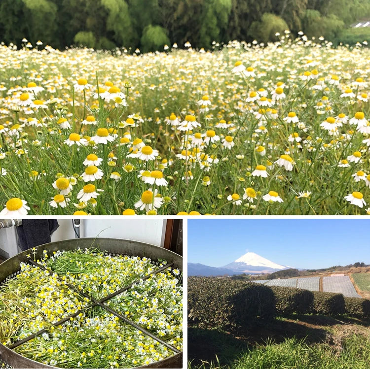 カミツレ乳酸発酵エキス