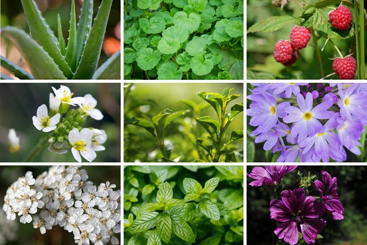 植物由来の保湿成分を豊富に配合