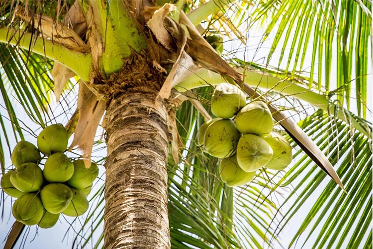 ヤシ由来アミノ酸系洗浄成分