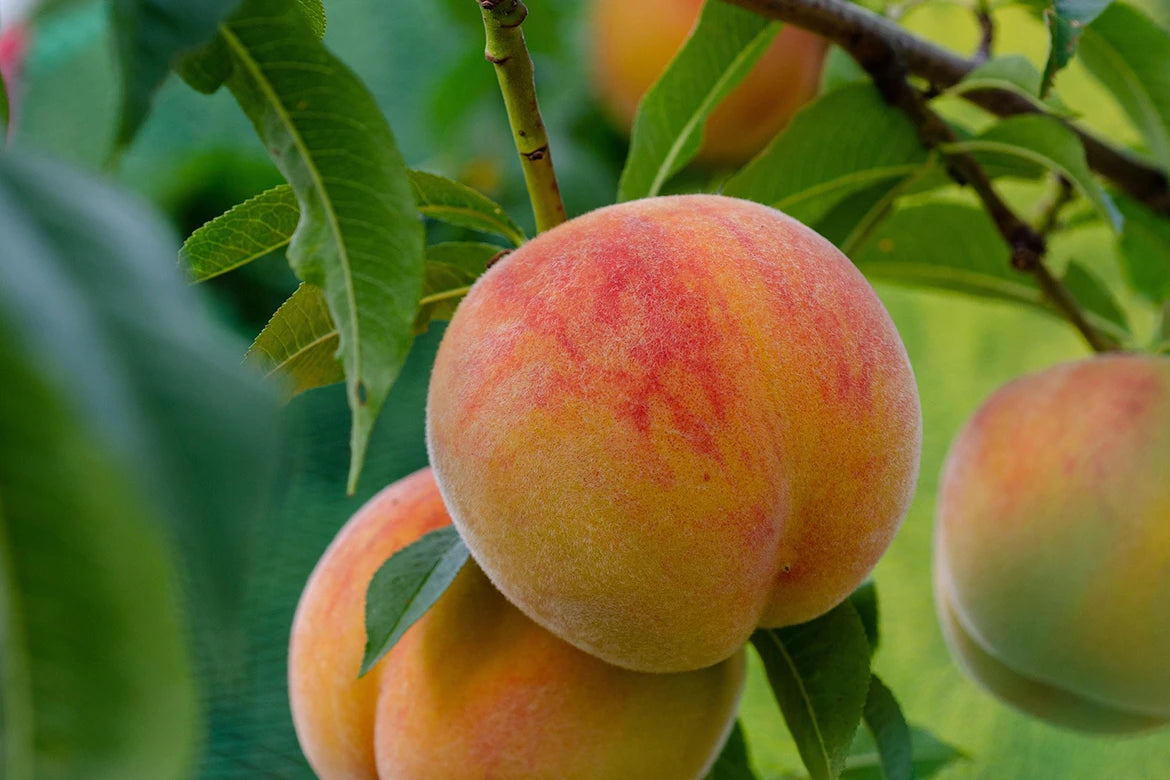 白桃花エキス抽出物