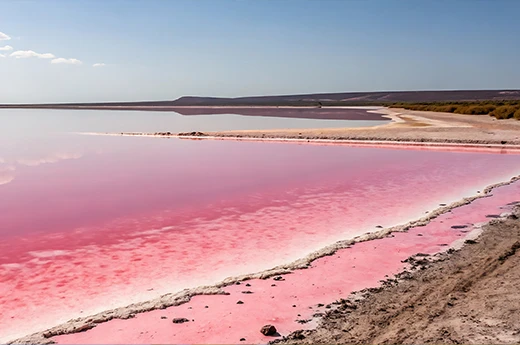デュナリエラサリナ